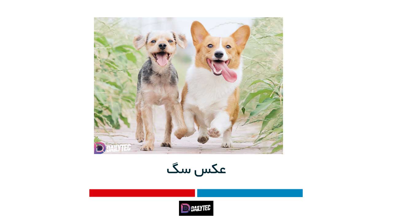 عکس سگ | 10 عکس از توله سگ و انواع سگ - دیلی تک